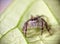 Bandung, Indonesia â€“ June 14, 2021:Jumping Spider on the leaf.