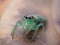 Bandung, Indonesia â€“ May 29, 2021: Green Jumping Spider.