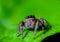 Bandung, Indonesia â€“ May 31, 2021: jumping spider on the green leaf.
