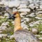 Bandurria bird at Nahuel Huapi Lake in San Carlos de Bariloche,