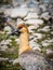 Bandurria bird at Nahuel Huapi Lake in San Carlos de Bariloche, Argentina