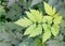 Baneberry Actaea simplex, pinnate leaves