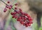 Baneberry Fruit Cluster -Toxic Plants