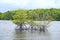 Bang Kayak is a largest mangrove forests in Asia, Krasaop natural park, Koh Kong, Cambodia