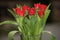 Bang red tulips released on neutral background