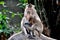 Bang Saen, Thailand: Grooming Monkeys