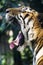 Bangal tiger growl