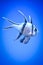 Banggai cardinal fish swimming underwater, blue background