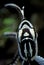 Banggai Cardinalfish - Pterapogon kauderni