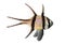Banggai Cardinalfish, Pterapogon kauderni,