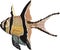 Banggai Cardinalfish (Pterapogon kauderni) marine fish