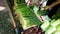 Bangkok, Thailand - 2019-03-17 - Vendor Arranges Green Onions at Market