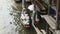 BANGKOK, THAILAND- JUNE, 23, 2017: a high view of a thai woman in a small boat at damnoen saduak floating market near bangkok