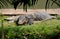 Bangkok, Thailand: Komodo Dragon in Lumphini Park