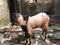 Bangladesh goat bazar