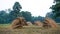 Bangladesh Rice Fields Green, Landscape, HQ Photo.