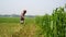 Bangladesh is a vast agricultural land. Farmer working in the field. Agricultural green landscape of rural Bangladesh