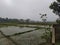 Bangladesh village natural water view