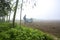 Bangladesh â€“ January 06, 2014: On a foggy winter morning, a farmer is plowing his land with a 2-wheel tractor at Ranisankail,