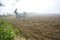 Bangladesh â€“ January 06, 2014: On a foggy winter morning, a farmer is plowing his land with a 2-wheel tractor at Ranisankail,