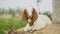 Bangladeshi advanced goat breed. A beautiful baby goat. Close-up image of a quality baby goat.Bangladeshi advanced goat breed. The