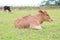 Bangladeshi Beautiful Cow Calves lying on green grass