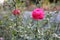 Bangladeshi Beautiful Pink Rose Flower in Garden