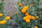 Bangladeshi Beautiful yellow Big marigold Flowers in Garden