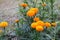 Bangladeshi Beautiful yellow Big marigold Flowers in Garden