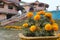 Bangladeshi Beautiful yellow Big marigold in front of beautiful house