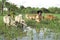 Bangladeshi Farmer with cows on the road to graze