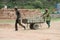 Bangladeshi manual laborers works in the brick field in Dhaka.