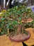 Banian bonsai art of nature`s beauty within a confined space.