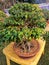 Banian bonsai.. it is grow and care of a tree out of nature`s atmosphere.