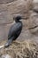 Bank cormorant, Phalacrocorax neglectus