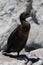 Bank Cormorant at Stony Point South Africa