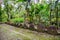 A bank of giant prehistoric megalithic stone money Rai. Disks of coins standing in a row, hidden overgrown in jungle. Yap island.