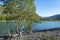 Bank of the Katun river in the Altai mountains