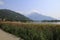 Bank promenade with reed with Domaso Gravedona in Lake Como