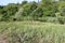 Bank of the river overgrown with green grass in the forest.