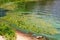 The bank on the surface of the river is covered with green algae and water lilies