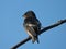 Bank Swallow Bird Perched on a Lone Tree Branch