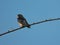 A Bank Swallow Bird Sings with Its Beak Wide Open While Sitting on a Lone Tree Branch