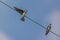 Bank swallow perching on the electrical wire.