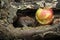 Bank Vole Clethrionomys glareolus with an apple that it has been eating.