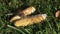 Bank vole (Clethrionomys glareolus) on corn cobs