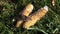 Bank vole (Clethrionomys glareolus) on corn cobs in farm