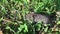 Bank vole (Clethrionomys glareolus) on grass