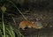 Bank vole drinking