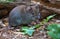 Bank vole feeding on different seeds at forest litter ground